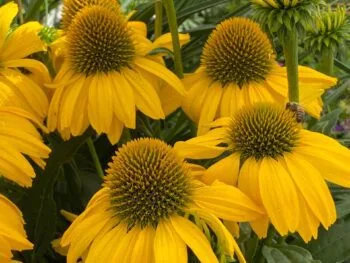 Echinacea 'SunSeekers Citrus'