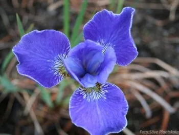 Iris sibirica 'Silver Edge'