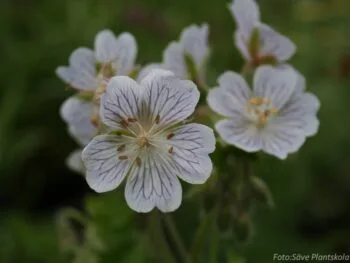 Geranium renardii