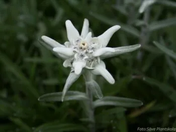 Leontopodium alpinum