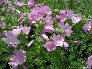 Malva moschata