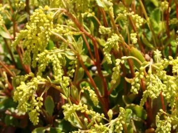 Chiastophyllum oppositifolium 'Goldtröpfchen'