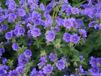 Geranium magnificum 'Rosemoor'