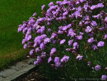 Dianthus plumarius 'Double Rose'