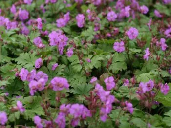 Geranium macrorrhizum 'Olympic Fire'