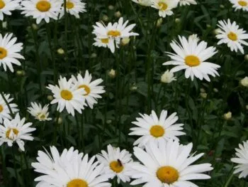 Leucanthemum superbum 'Becky'