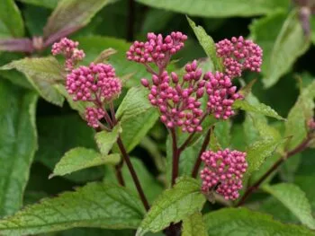 Eupatorium maculatum 'Red Dwarf'