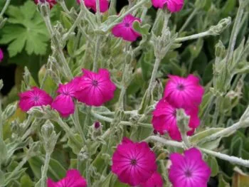 Lychnis coronaria
