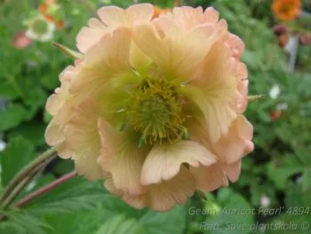 Geum 'Apricot Pearl'