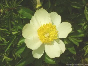 Paeonia lactiflora 'Claire de Lune'
