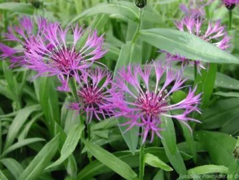 Centaurea montana 'Grandiflora'
