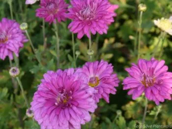 Chrysanthemum rubellum 'Lady Clara'