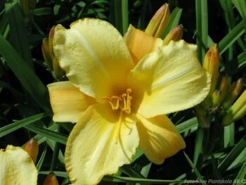 Hemerocallis 'Mary Todd'