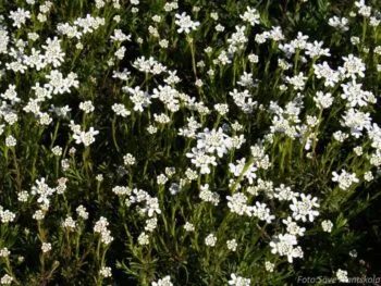 Iberis sempervirens 'Appen Etz'
