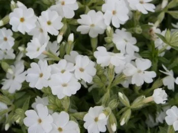 Phlox subulata 'Maischnee'