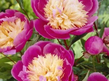 Paeonia lactiflora 'Bowl of Beauty'
