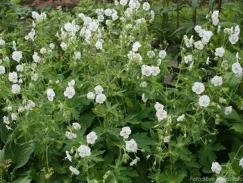 Geranium phaeum 'Album'