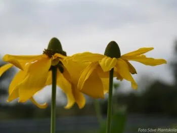 Rudbeckia nitida 'Juligold'