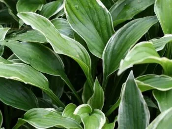 Hosta undulata 'Albomarginata'