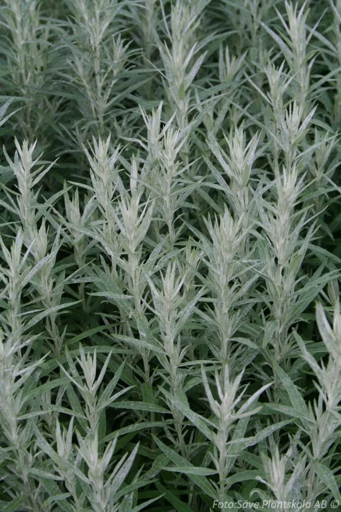Artemisia ludoviciana 'Silver Queen'