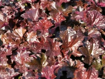 Heuchera 'Palace Purple'