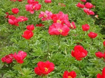 Paeonia lactiflora 'Blaze'