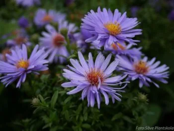 Aster dumosus 'Early Blue'