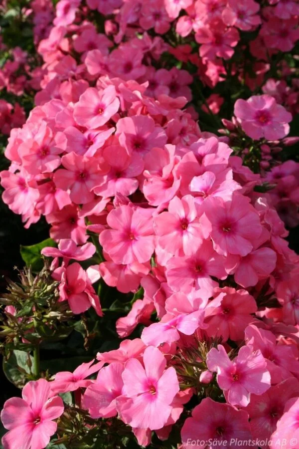 Phlox paniculata 'Light Pink Flame'