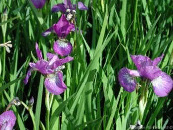 Iris sibirica 'Sparkling Rose'
