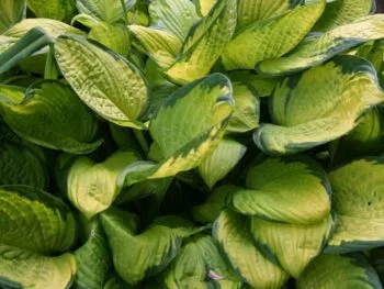 Hosta fortunei 'Gold Standard'