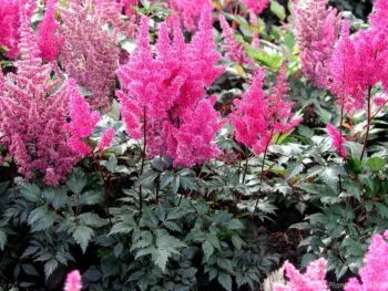 Astilbe japonica 'Elisabeth van Veen'