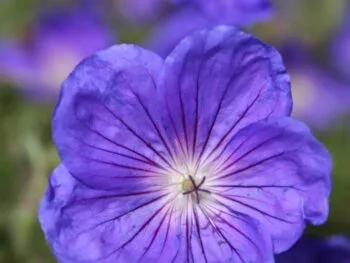 Geranium himalayense 'Gravetye'