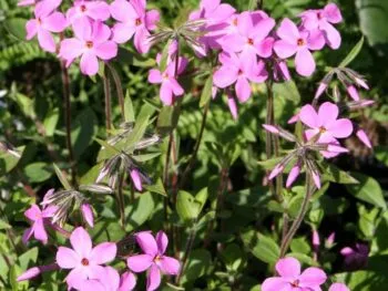 Phlox stolonifera 'Home Fires'