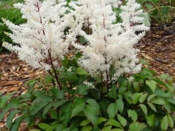 Astilbe arendsii 'Rock and Roll'