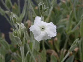 Lychnis coronaria 'Alba'