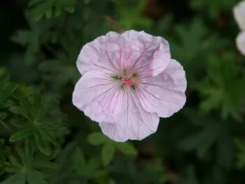 Geranium sanguineum striatum