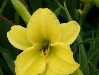 Hemerocallis 'Green Flutter'