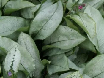 Pulmonaria 'Majeste'