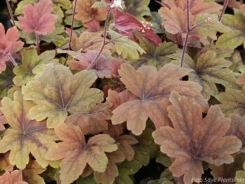 Heucherella 'Sweet Tea'