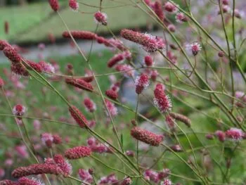 Sanguisorba officinalis 'Pink Tanna'