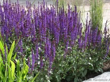 Salvia nemorosa 'Caramia'