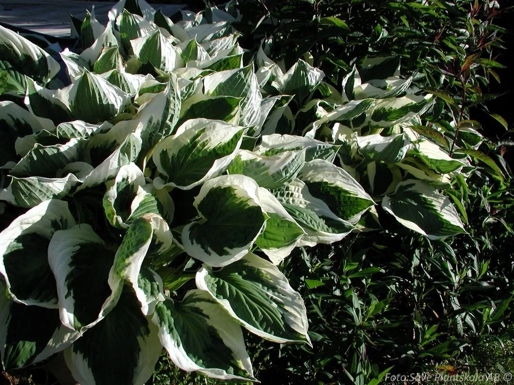 Hosta fortunei 'Patriot'