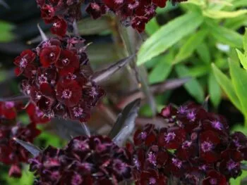 Dianthus barbatus' Sooty'