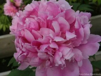 Paeonia lactiflora 'Monsieur Jules Elie'