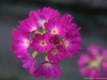 Primula denticulata 'Rubin'