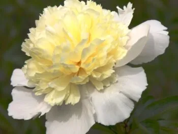 Paeonia lactiflora 'Laura Dessert'