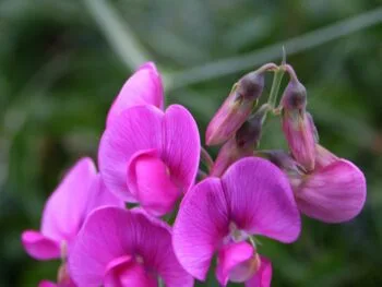 Lathyrus latifolius 'Red Pearl'