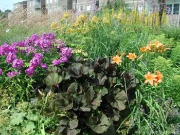 Ligularia dentata 'Desdemona'