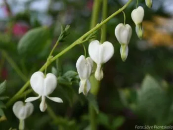 Lamprocapnos (Dicentra) spectabilis 'Alba'