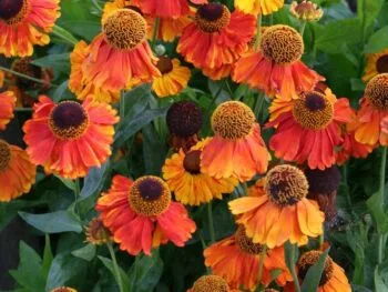 Helenium autumnale 'Moerheim Beauty'